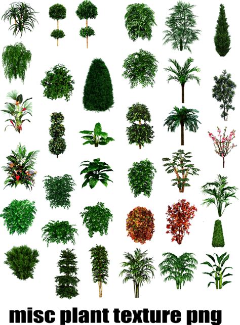 7 Free Png Photoshop Shrubs Images Shrub Texture Photoshop