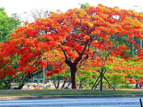 Flamboyant Tree The Flamenco Dancers Of The Tree World Daves Garden