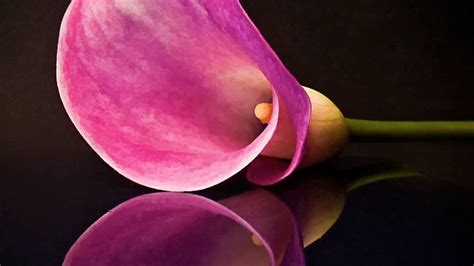 How much sunlight does my calla lily need? - Grow Flovers