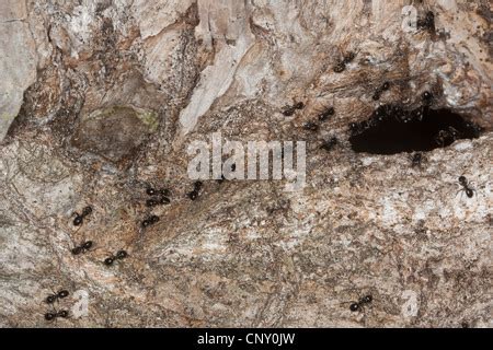 Jet Ant Shining Jet Black Ant Lasius Fuliginosus Dendrolasius