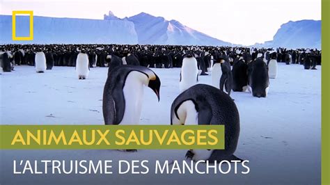 Documentaire Les Manchots Empereurs Sont Pr Ts Se Sacrifier Pour