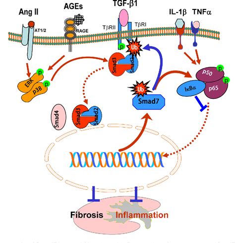 Figure 4 from Diverse Roles of TGF β Smads in Renal Fibrosis and