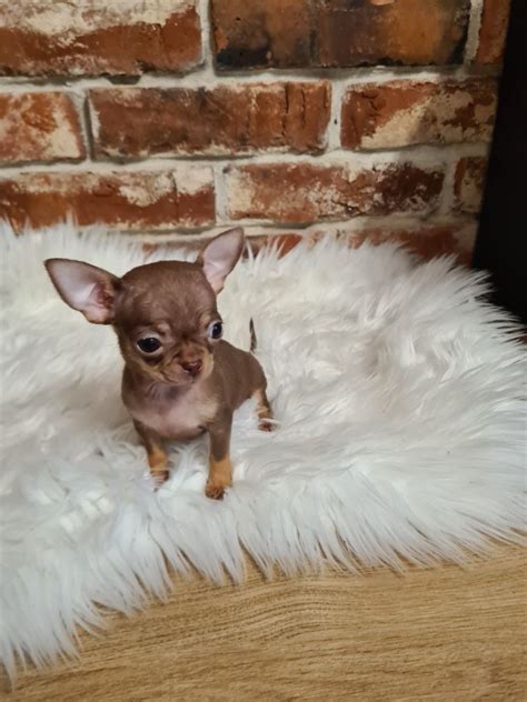 Mini Piesek Chihuahua Czekoladowy Wis A Wielka Olx Pl