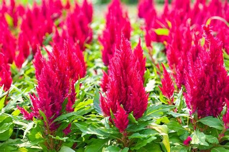 Celosia Plumosa Or Pampas Plume Celosia Flowers Blooming In The Garden