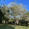 Jacaranda Mimosifolia Alba GardensOnline