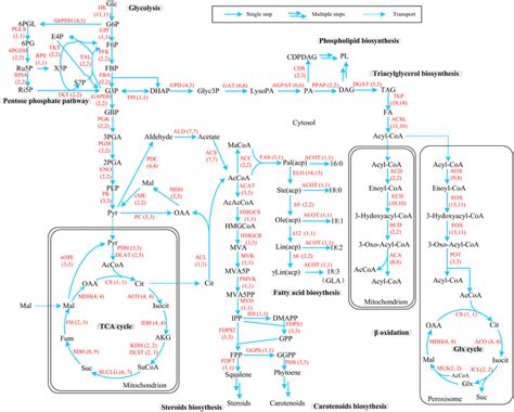 Reconstruction Of Central Carbon And Lipid Metabolism Pathways Of M