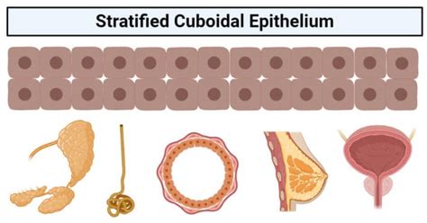 Stratified Cuboidal Epithelium: Structure, Functions, Examples