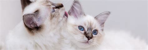 Birman Cat Breed Guide Traits And Care Information