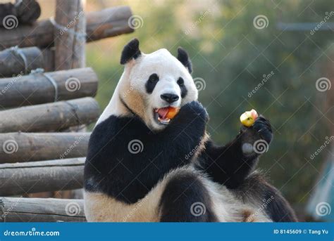 Panda Eating Apples Royalty Free Stock Images - Image: 8145609