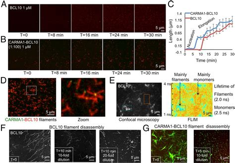 Assembly Mechanism Of The CARMA1BCL10MALT1TRAF6 Signalosome PNAS