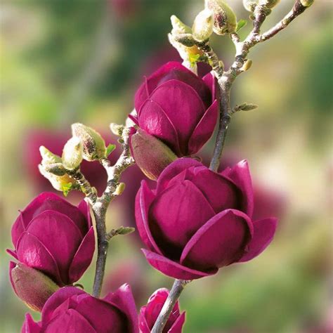 Dunkelroter Duft Holunder Red Holy Magnolien Dunkle Blumen Str Ucher