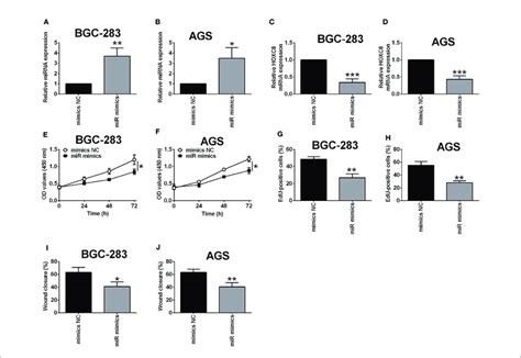 Overexpression Of MiR 4256 Down Regulated HOXC8 Expression And