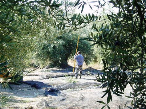 During Our Harvest Of Olives In Southern Spain Jaén One Of Our