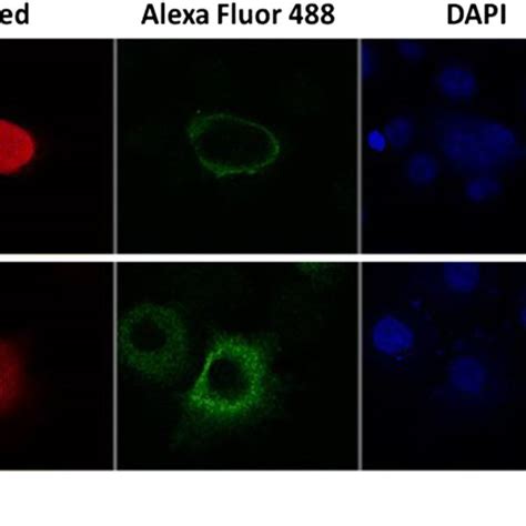 Confocal Fluorescence Microscopy Of Hek293t Cells Expressing Vl And