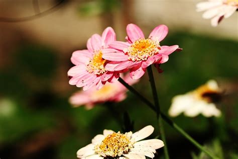 花 花园 夏花 Pixabay上的免费照片 Pixabay