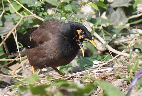 Acridotheres Tristis Linnaeus 1766 By Amber Habib On 6 January 2023