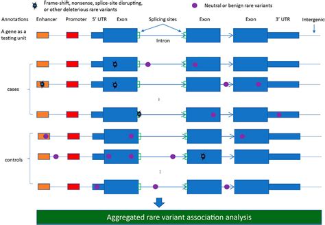 Frontiers Recent Advances And Challenges Of Rare Variant Association