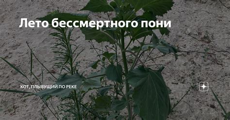Лето бессмертного пони | Кот, плывущий по реке | Дзен