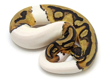 Piebald – Markus Jayne Ball Pythons