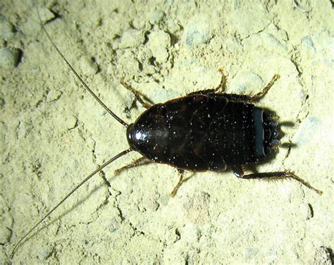 Western Wood Cockroach Parcoblatta Americana Bugguide Net