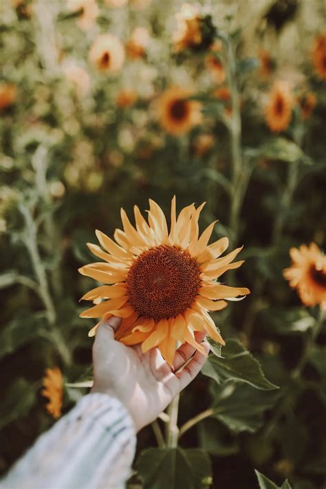 Quest Ce Que Lhelianthus Annuus Hybrid Oil Et Quel Est Son Rôle