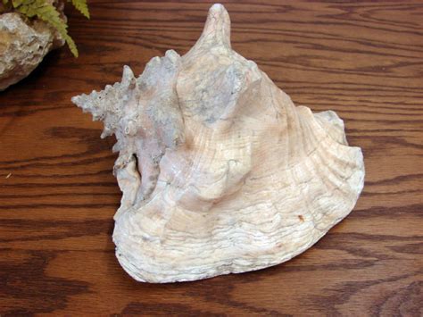 Real Seashell Conch Shell 9 Ocean Beach Decor Wedding Crafts Moose R