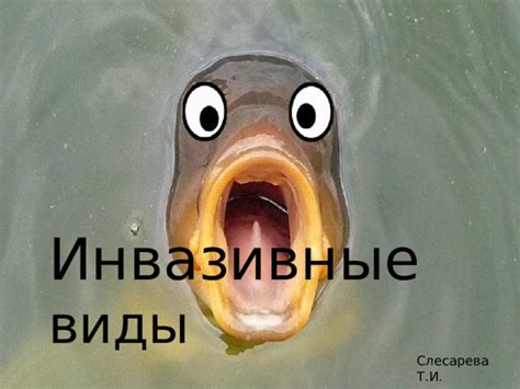 Инвазивные виды