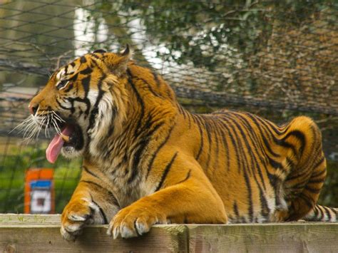 London Zoo Animals List