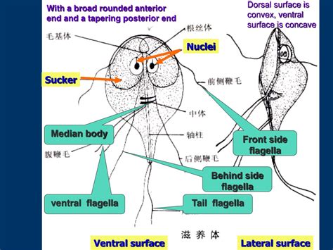 Ppt Giardia Lamblia Trichomonas Vaginalis Powerpoint Presentation Id9536469