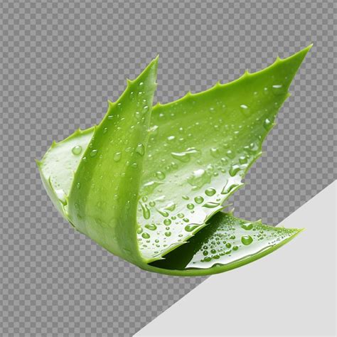 Premium Psd Aloe Vera Png Isolated On Transparent Background