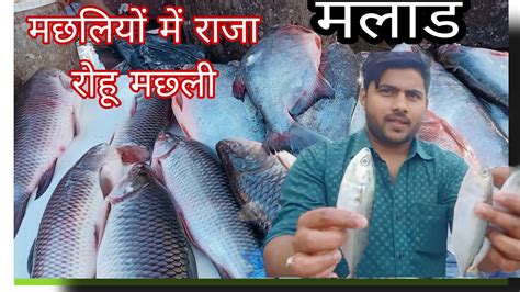 Malad fish market मलड wholesale fit market ससत fish market