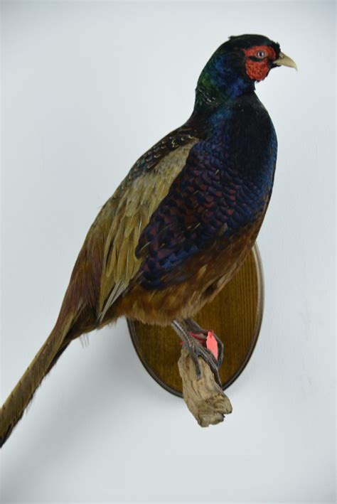 Melanistic Pheasant Uk Bird Small Mammal Taxidermist Mike Gadd