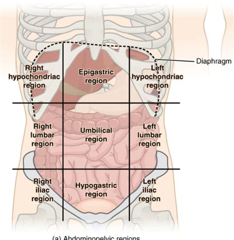 1 Abdominal Wall Flashcards Quizlet