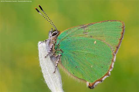 Callophrys Rubi Linnaeus 1758 Juzaphoto