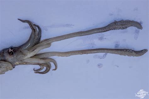 Bigfin Reef Squid- Facts Photographs and Video | Seaunseen