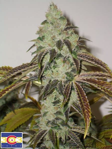 Aspen OG (par 303 Seeds) :: Info de Variété