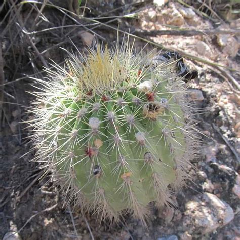 40 Trichocereus Varieties Identification And Care Guide Succulent Alley
