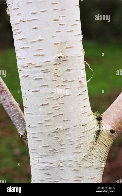 Betula Utilis Trinity College Hi Res Stock Photography And Images Alamy