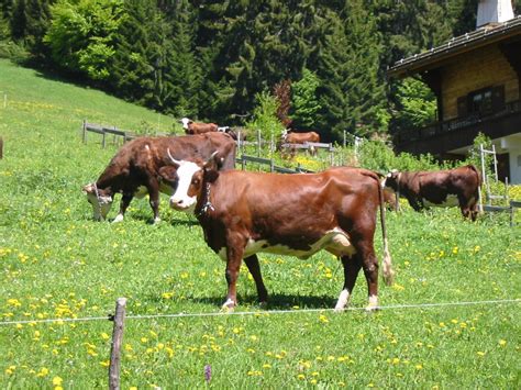 Abondance Race Bovine D Finition Et Explications