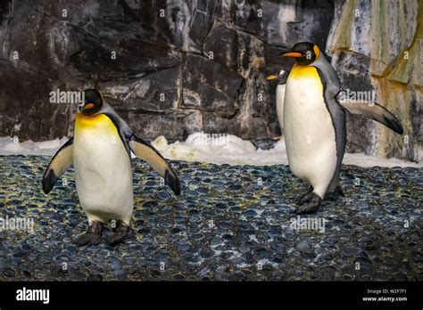 Orlando, Florida. June 17, 2019. Antarctica Empire of the Penguin at