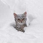 Crazy Snow Cat Meme Generator - Imgflip