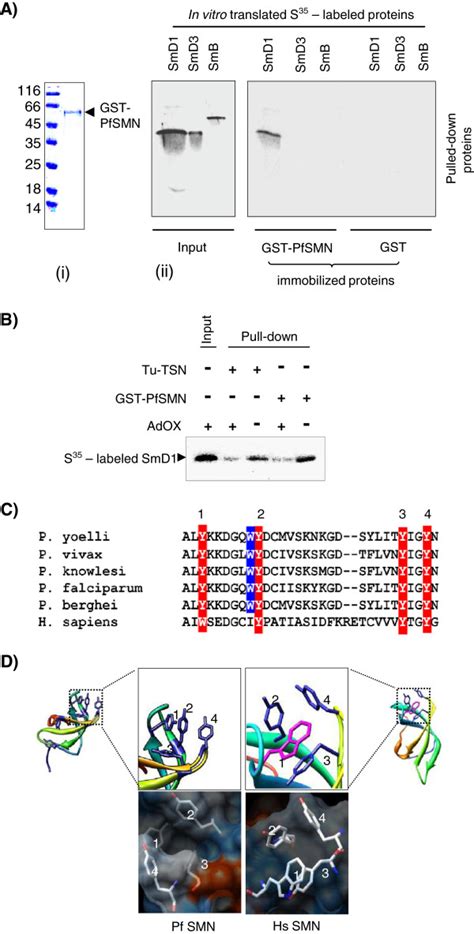 Plasmodium Smn Protein Interacts With Pfsmd1 In Methylation Dependent