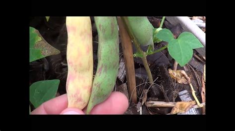 Pinto Bean Plant Growth