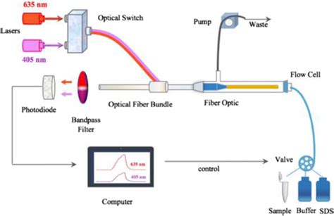 Scheme Of The Dual Color Evanescent Wave All Fiber System The Optical