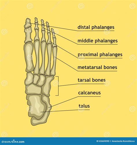 Foot Bones With Explanation. Stock Vector - Image: 65669090