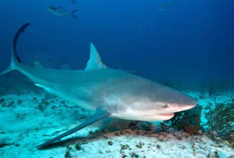 Nuevo Ataque De Tiburón Mata A Turista Ahora Sucedió En Bahamas