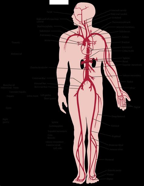 Venous Ulcers Vs Arterial Ulcers Acute Vs Chronic Dvt News