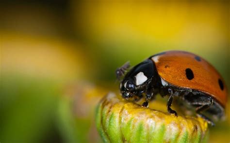 Selective Focus Photo Of Orange And Black Lady Bug On Yellow Flower Hd