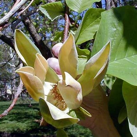 Magnolia Royal Star - Star Magnolia - Sugar Creek Gardens