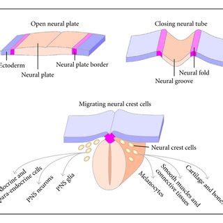 Neurulation and neural crest migration. As neurulation proceeds, the ...